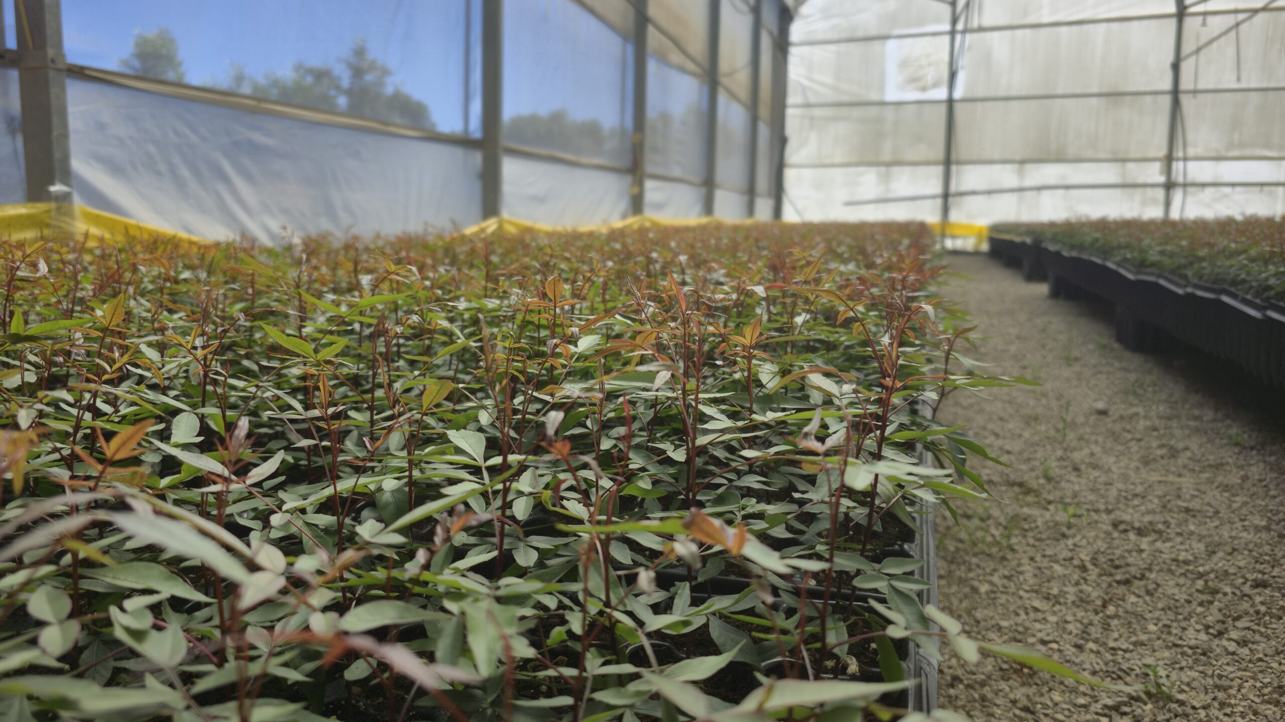 Vivero de pistachos